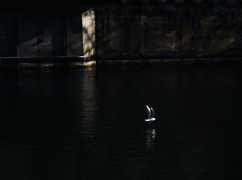 images/26-02-03_bird_above_water.jpg