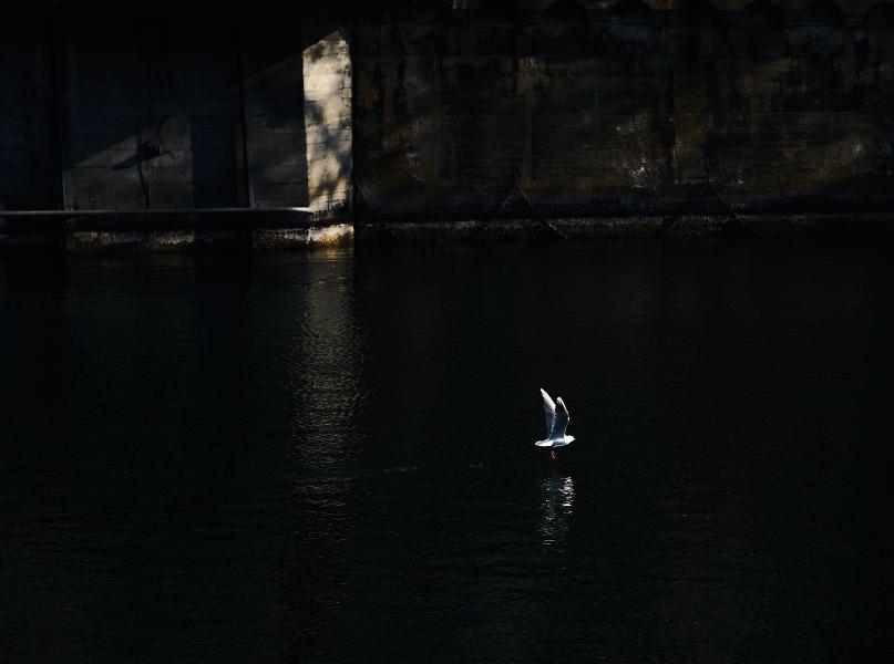 images/26-02-03_bird_above_water.jpg
