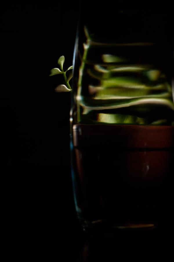 images/26-02-06_plant_dissolving.jpg
