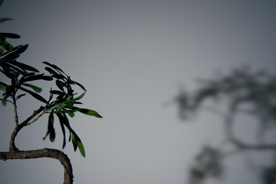 images/26-02-11_bonsai_shadow.jpg