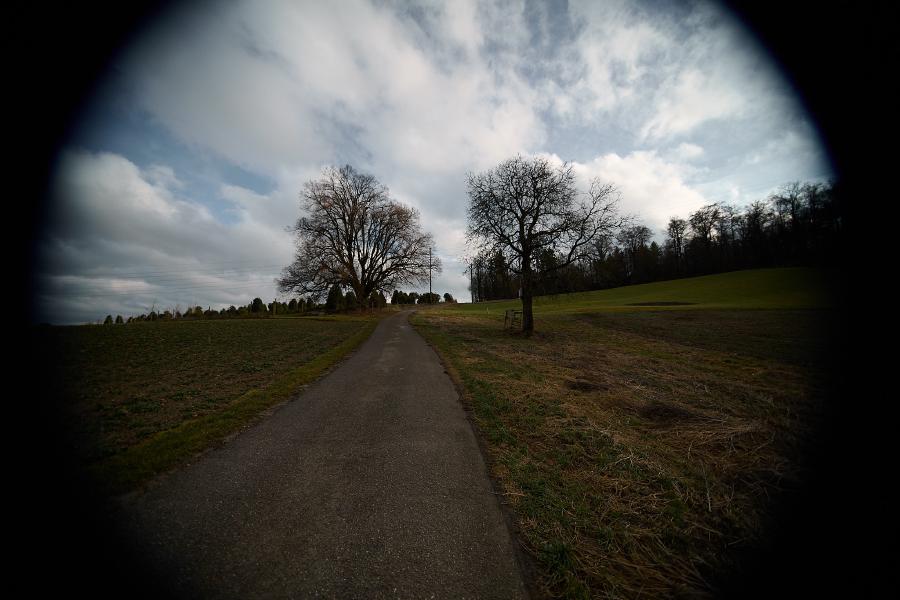 images/26-02-15_wide_trees.jpg