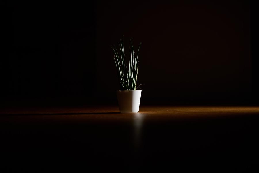 images/26-02-19_another_side-lit_plant.jpg