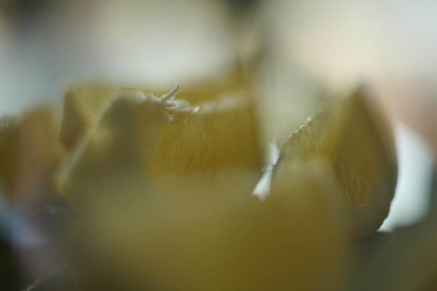 images/26-02-21_dreamy_lemons.jpg