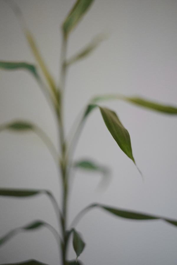 images/26-02-23_bamboo.jpg