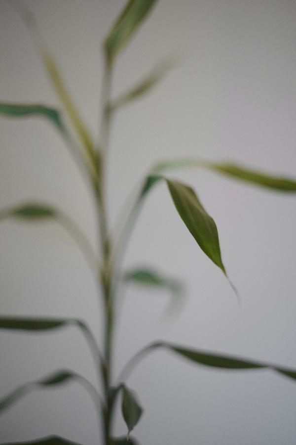 images/26-02-23_bamboo.jpg