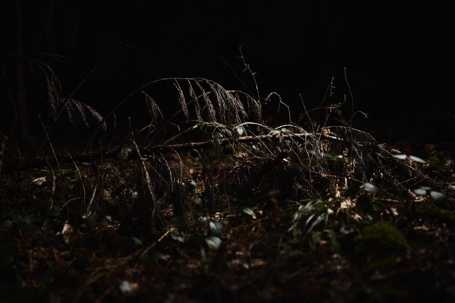 images/26-02-27_lit_forest.jpg