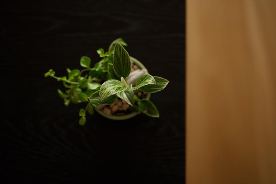images/26-03-01_new_plant.jpg