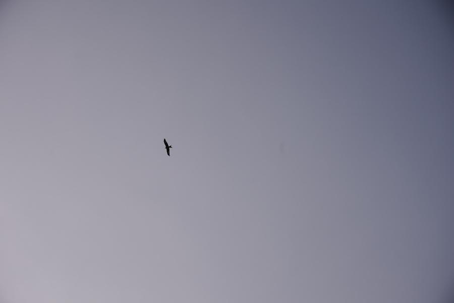 images/26-03-06_lone_bird.jpg