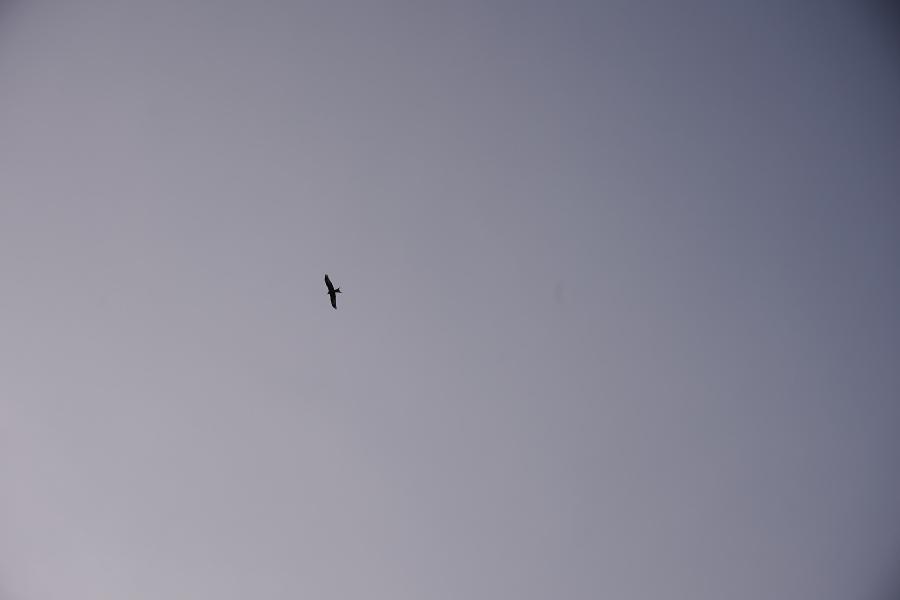 images/26-03-06_lone_bird.jpg