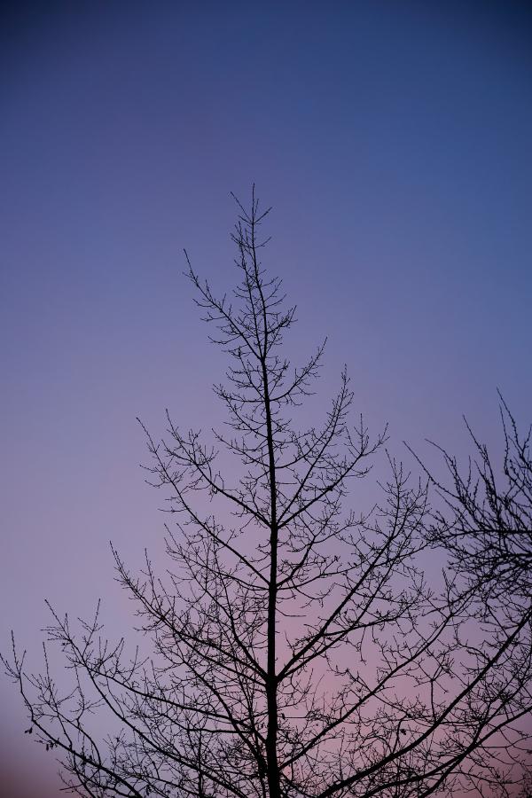 images/26-03-09_tree_colorful_sky.jpg