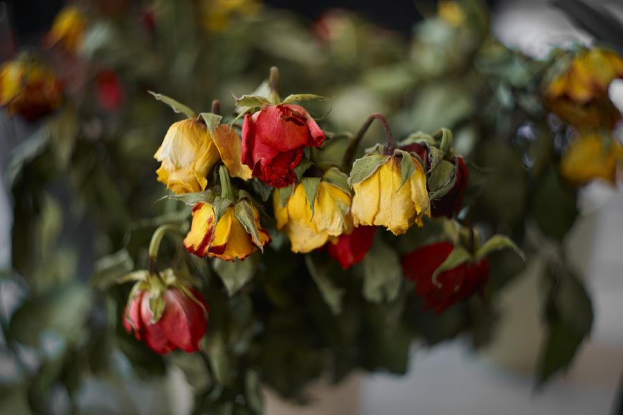 images/26-03-19_roses.jpg