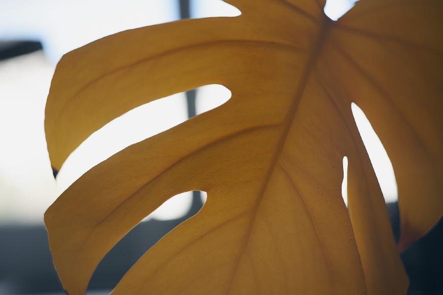 images/26-03-26_yellow_leaf.jpg