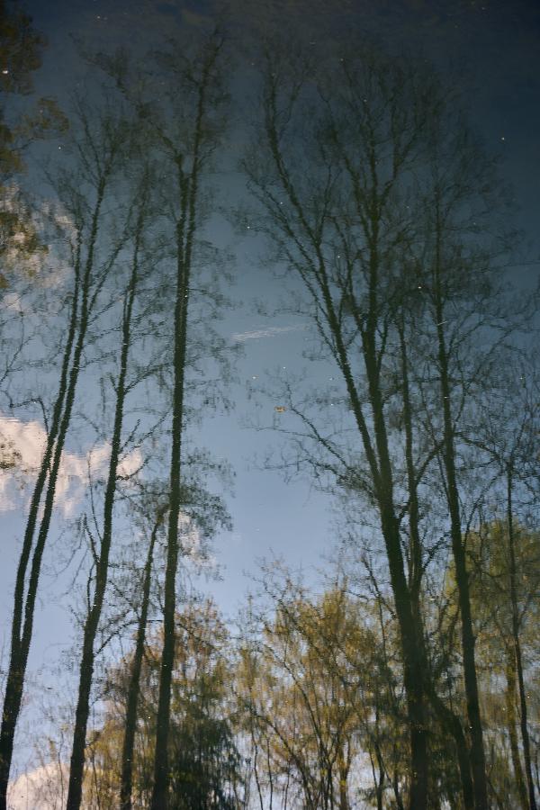 images/26-04-04_trees_reflection.jpg