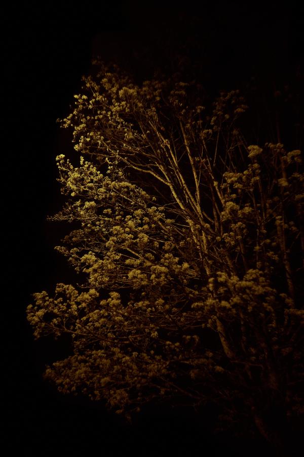 images/26-04-05_lit_tree.jpg