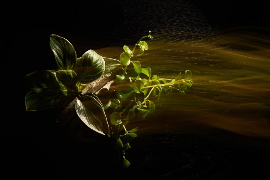 images/26-04-10_flower_streaks.jpg
