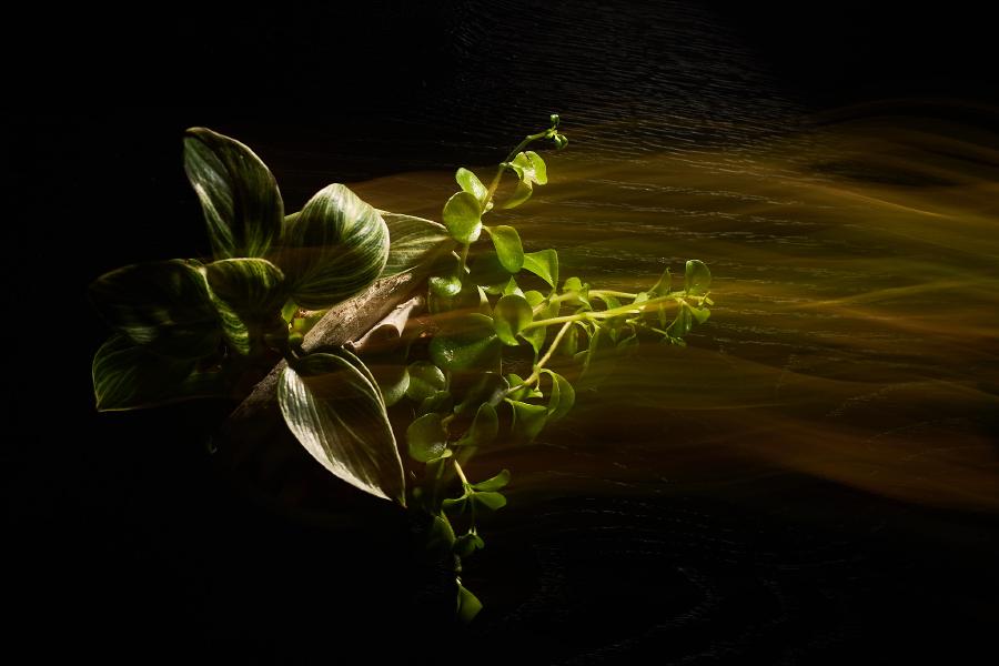 images/26-04-10_flower_streaks.jpg