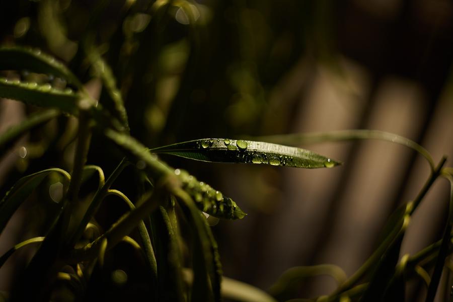 images/26-04-11_morning_droplets.jpg