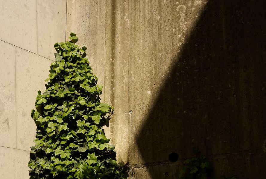 images/26-04-22_corner_ivy.jpg