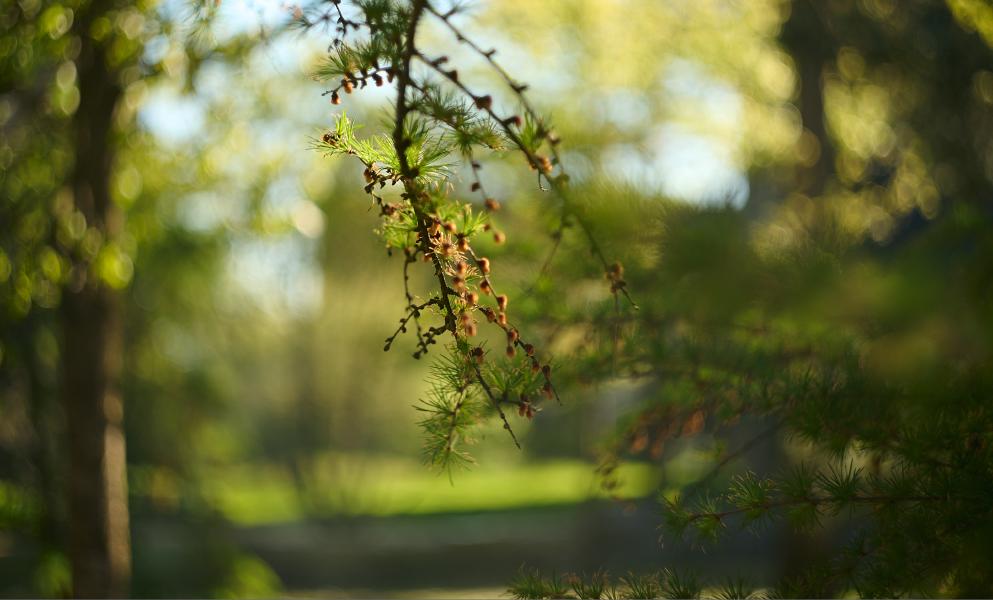 images/26-04-25_spring_branch.jpg