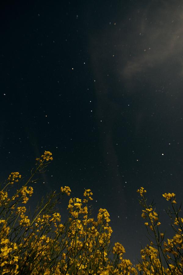 images/26-04-26_flowers_at_night.jpg