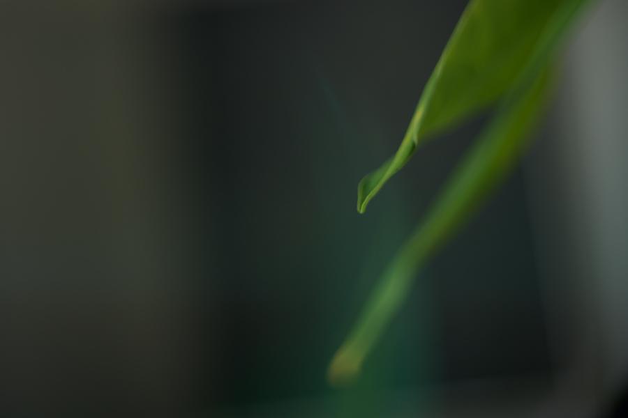 images/26-04-27_dreamy_leaf.jpg