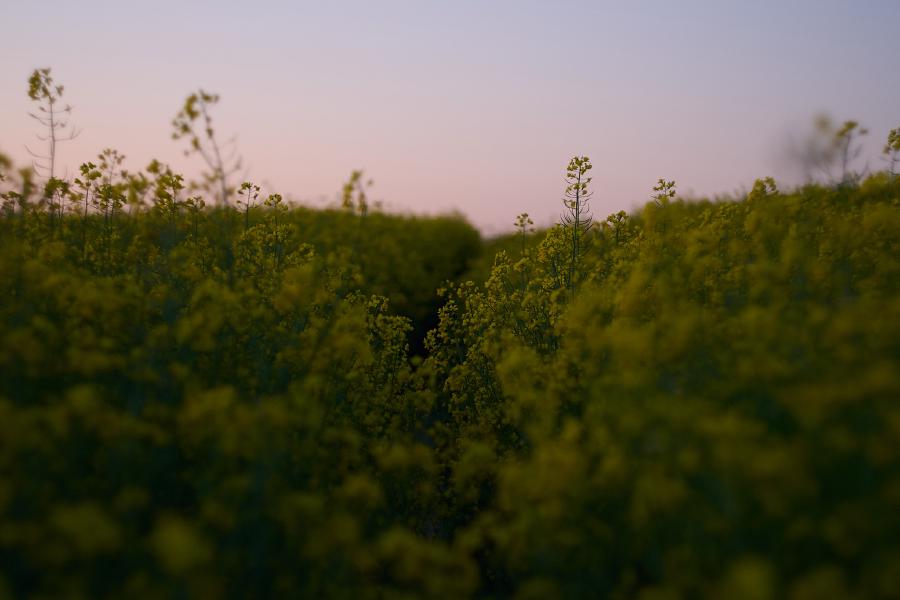 images/26-04-29_flowers_at_sunset.jpg