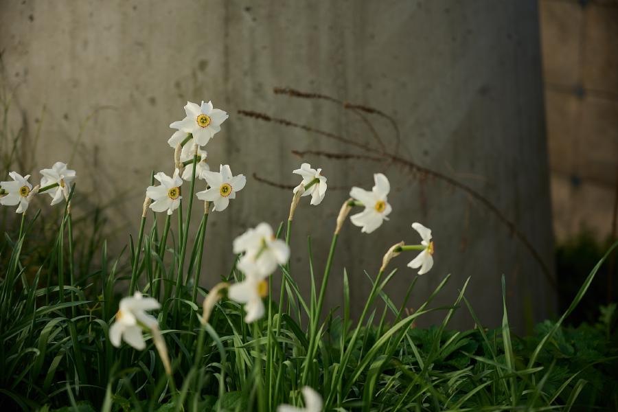 images/26-04-30_white_daffodil.jpg