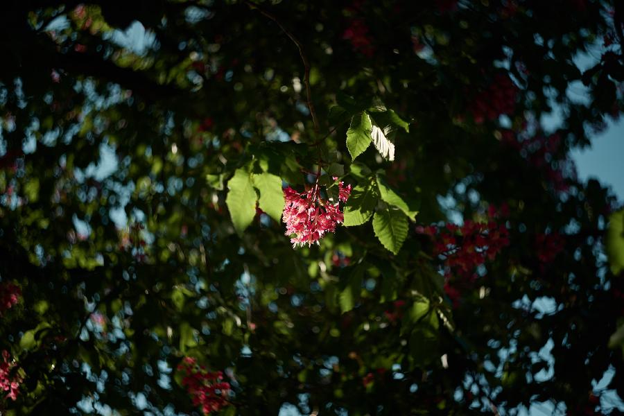 images/26-05-08_swirly_tree.jpg