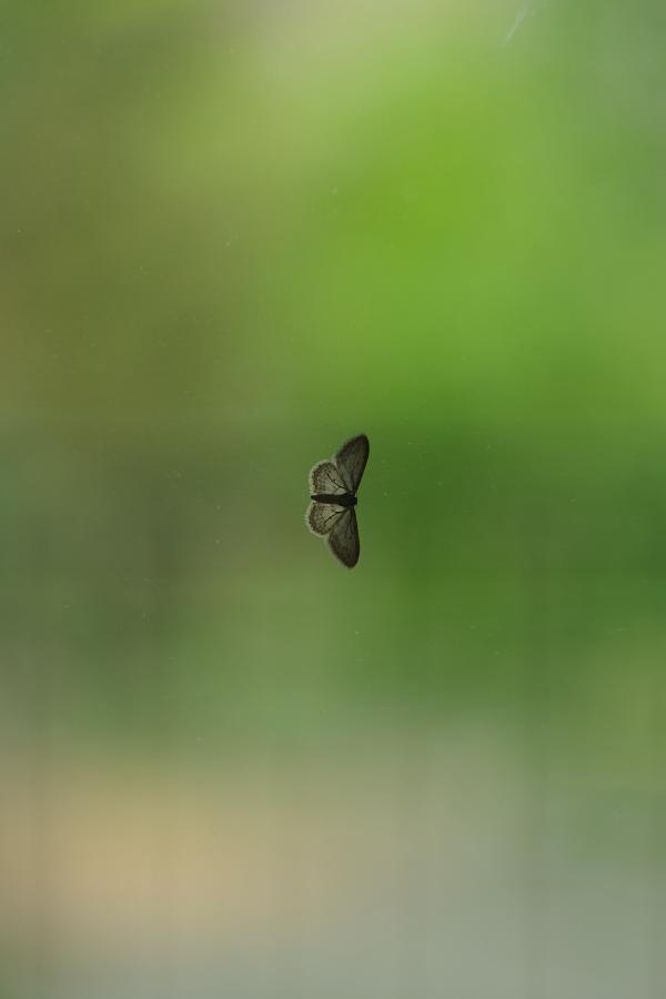 images/26-05-09_moth.jpg