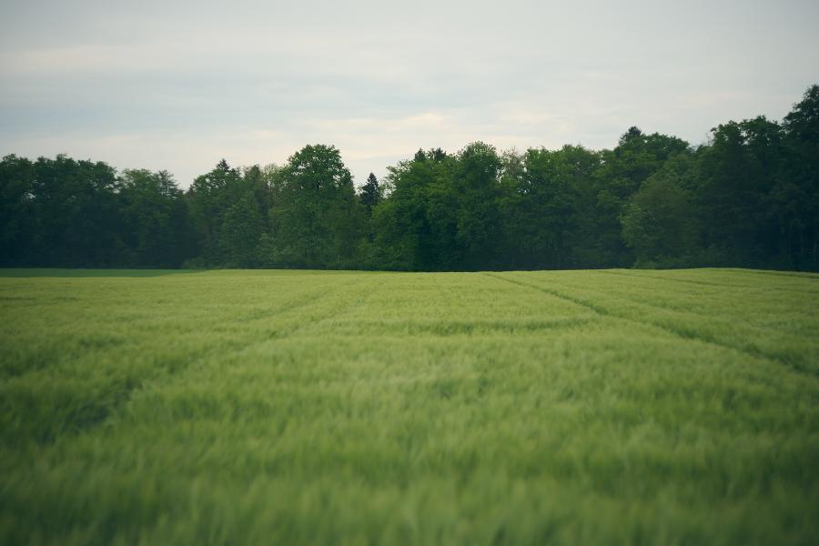 images/26-05-10_wheat_field.jpg
