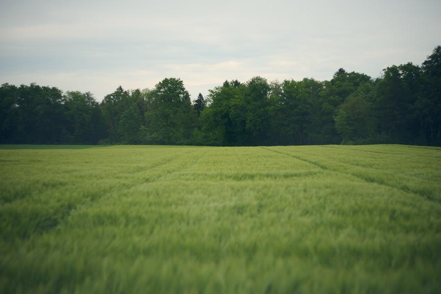 images/26-05-10_wheat_field.jpg