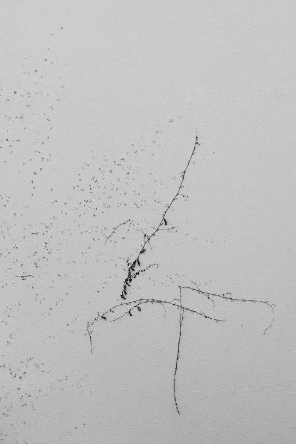 images/26-05-12_dead_vine.jpg