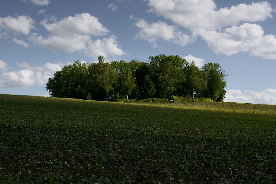 images/26-05-12_isolated_forest.jpg