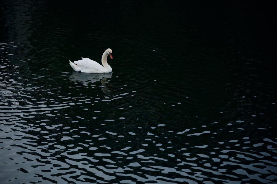 images/26-05-14_swan.jpg