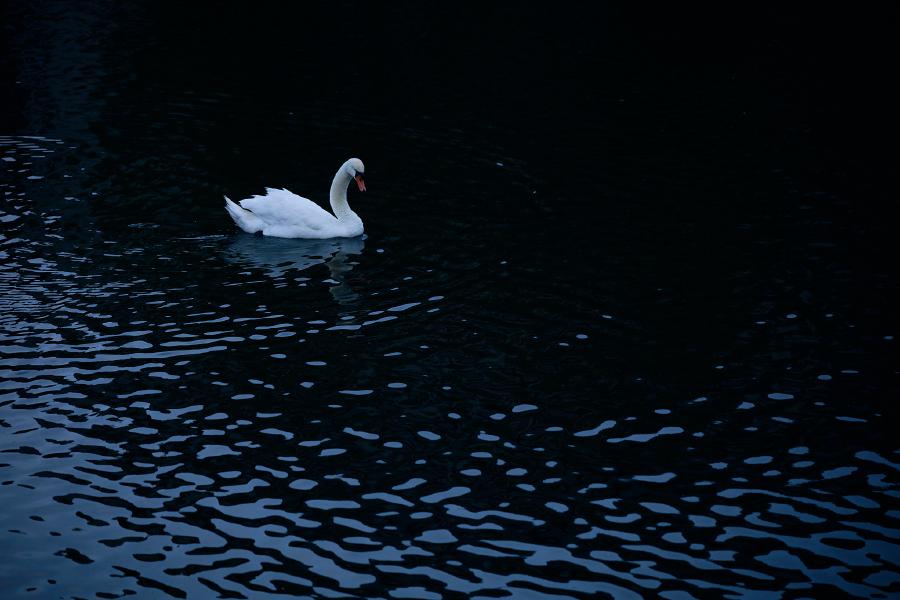 images/26-05-14_swan.jpg
