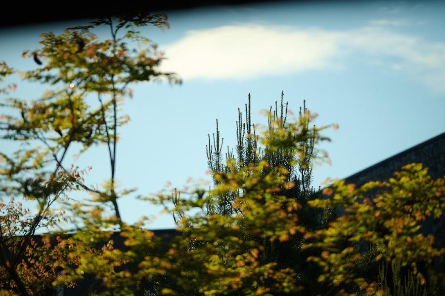 images/26-05-17_tree_tops.jpg