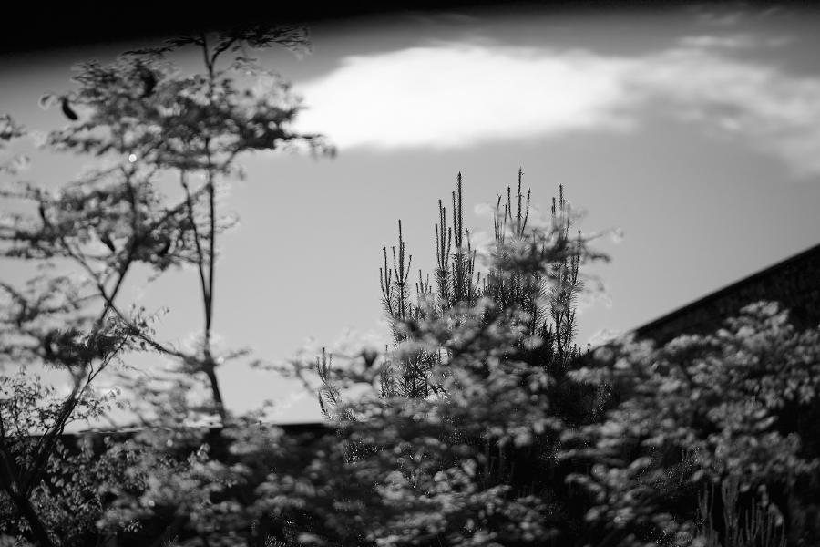 images/26-05-17_tree_tops.jpg