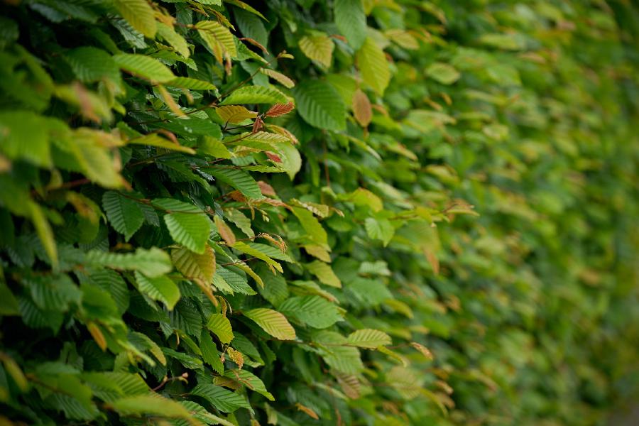 images/26-05-19_bush.jpg