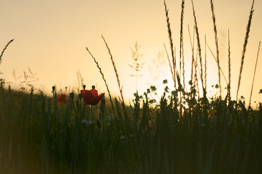 images/26-05-25_poppies_sunset.jpg
