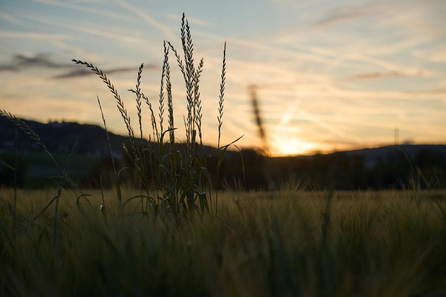 images/26-06-01_plants_sunset.jpg