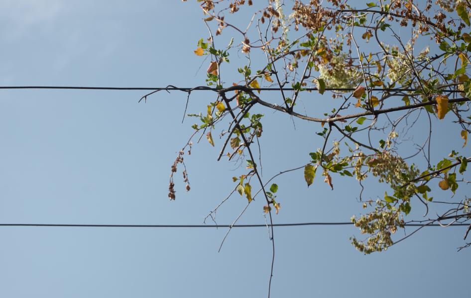 images/020-tree_in_cables.jpg