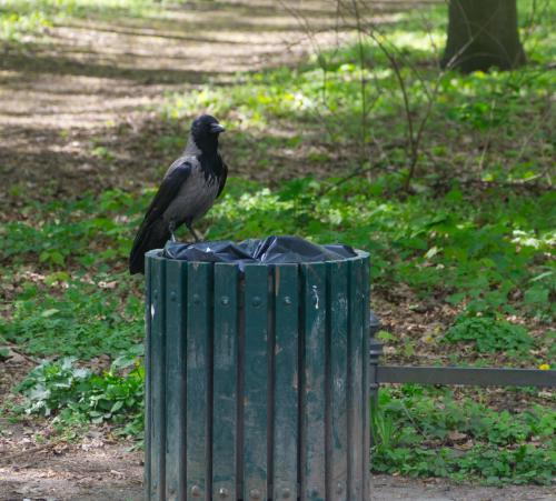 images/012-bird_on_a_trashcan.jpg