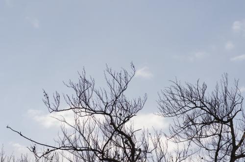 images/004-graubunden_trees.jpg