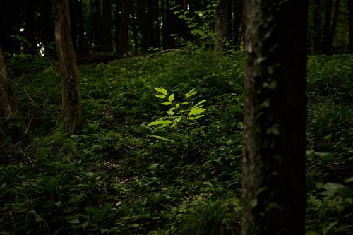 images/25-06-08_bright_plant.jpg