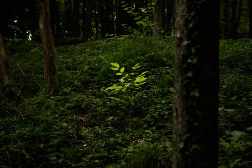 images/25-06-08_bright_plant.jpg