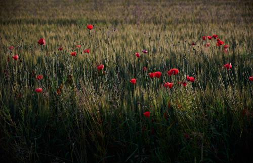 images/25-06-13_poppies_in_a_field.jpg