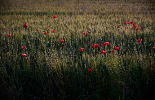 images/25-06-13_poppies_in_a_field.jpg