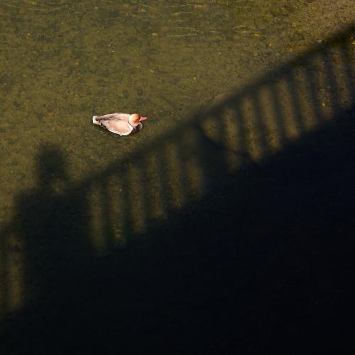 images/25-06-20_duck.jpg