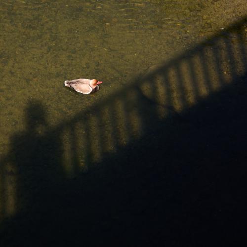 images/25-06-20_duck.jpg