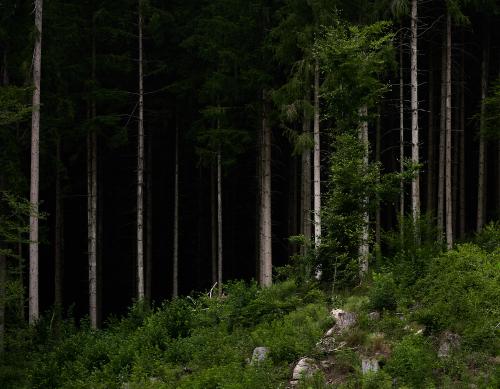 images/25-07-06_schwarzwald.jpg